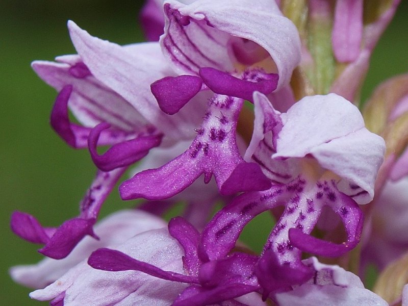 Orchis tridentata ...e altre